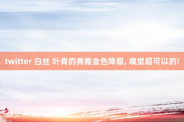 twitter 白丝 叶青的典雅金色降服， 嗅觉超可以的!